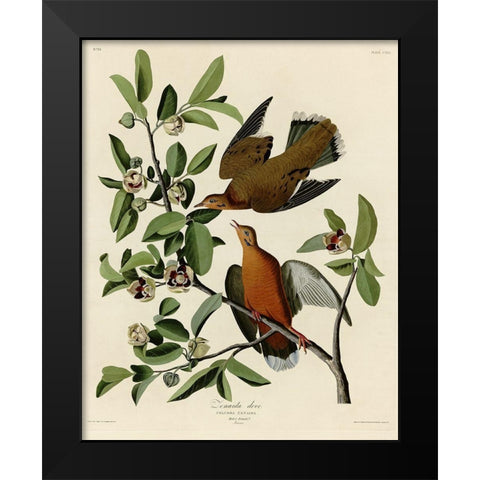 Zenaida Dove Black Modern Wood Framed Art Print by Vintage Apple Collection