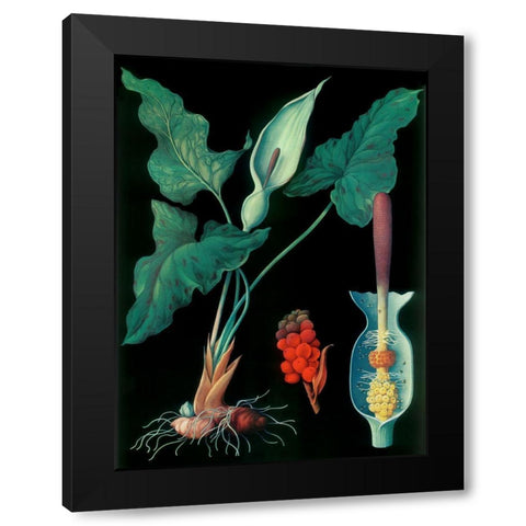 Arum Black Modern Wood Framed Art Print with Double Matting by Vintage Apple Collection
