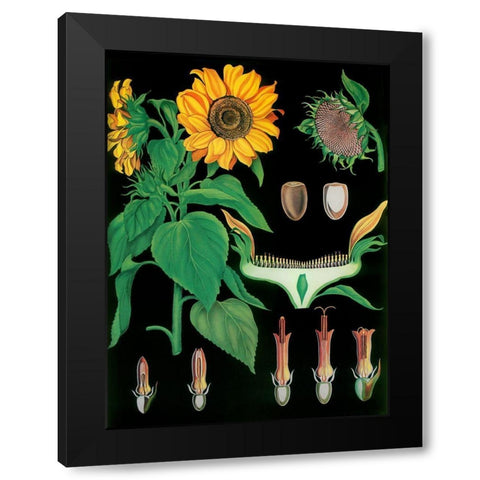 Sunflower Black Modern Wood Framed Art Print by Vintage Apple Collection