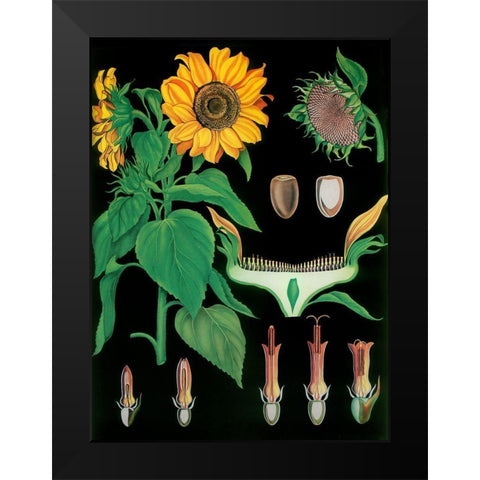 Sunflower Black Modern Wood Framed Art Print by Vintage Apple Collection
