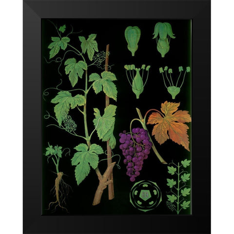 Wine Grapevine Black Modern Wood Framed Art Print by Vintage Apple Collection