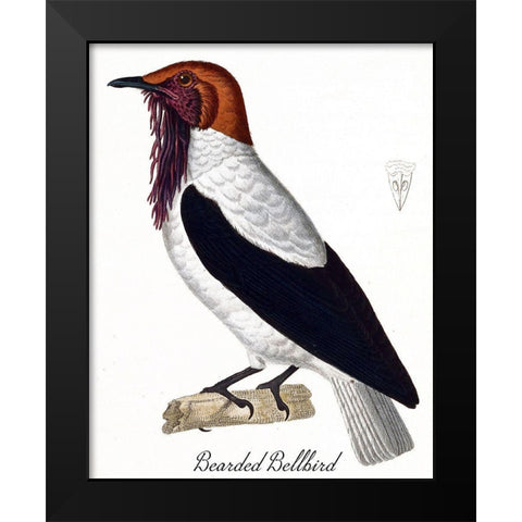 Bearded Bellbird Black Modern Wood Framed Art Print by Vintage Apple Collection