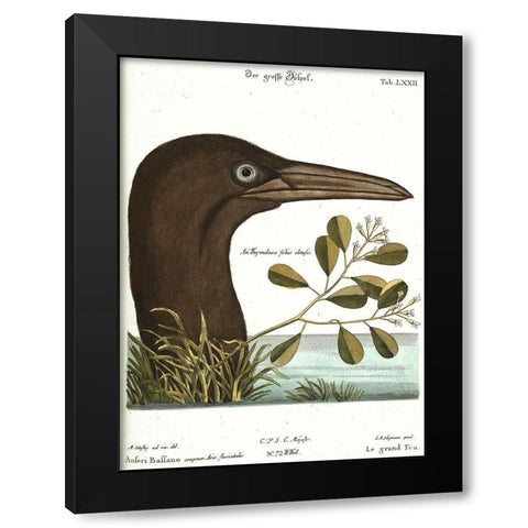 Booby Bird Black Modern Wood Framed Art Print by Vintage Apple Collection