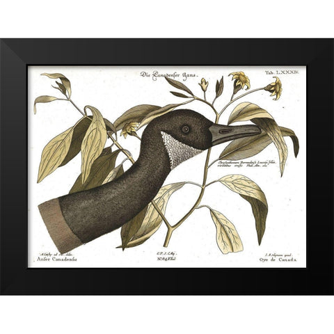 Canadian Goose Black Modern Wood Framed Art Print by Vintage Apple Collection