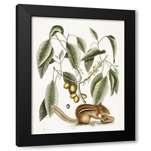 Chipmunk Black Modern Wood Framed Art Print with Double Matting by Vintage Apple Collection