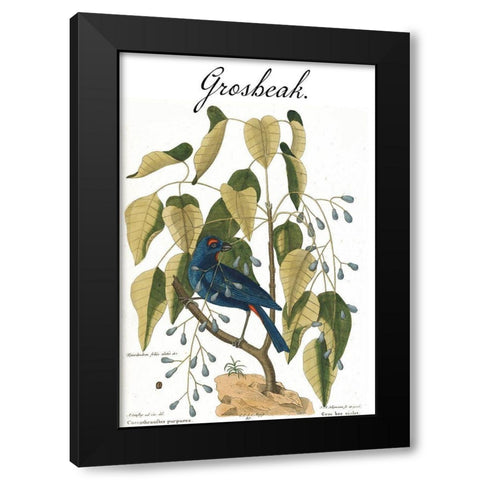 Grosbeak Black Modern Wood Framed Art Print by Vintage Apple Collection