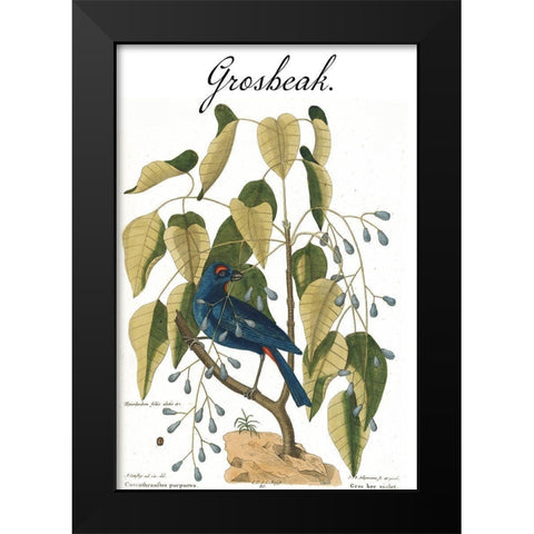 Grosbeak Black Modern Wood Framed Art Print by Vintage Apple Collection