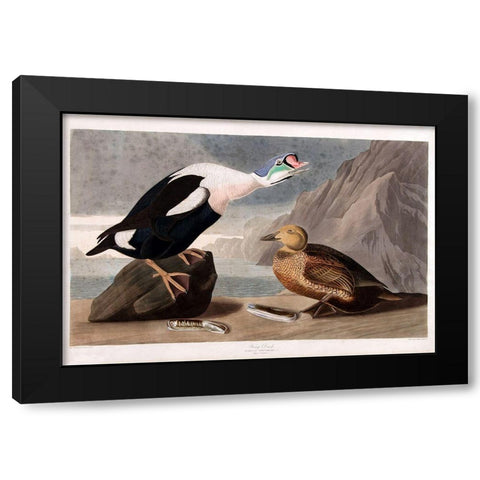 King Duck Black Modern Wood Framed Art Print by Vintage Apple Collection