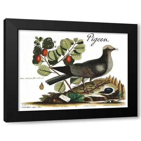 Pigeon Black Modern Wood Framed Art Print with Double Matting by Vintage Apple Collection