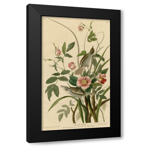 Seaside Finch Black Modern Wood Framed Art Print by Vintage Apple Collection
