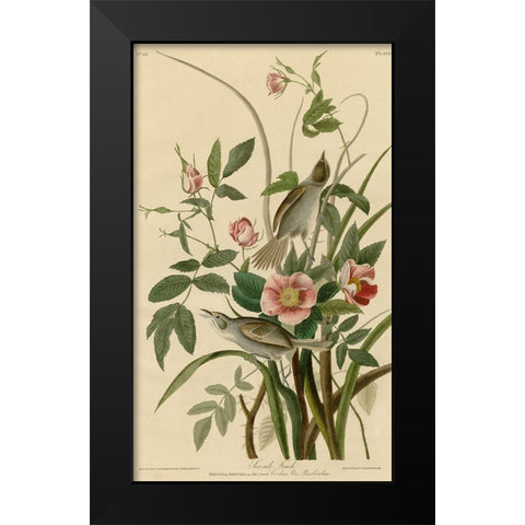 Seaside Finch Black Modern Wood Framed Art Print by Vintage Apple Collection
