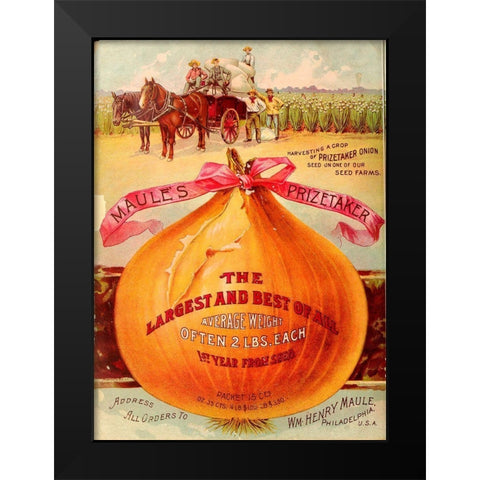 1893 Maules Onion Black Modern Wood Framed Art Print by Vintage Apple Collection