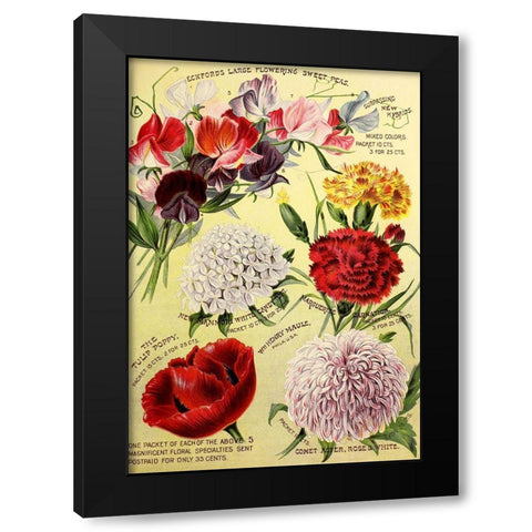 1893 Maules Seed Asters Black Modern Wood Framed Art Print by Vintage Apple Collection