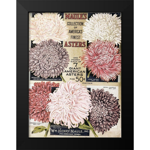 1915 Maules Asters Black Modern Wood Framed Art Print by Vintage Apple Collection