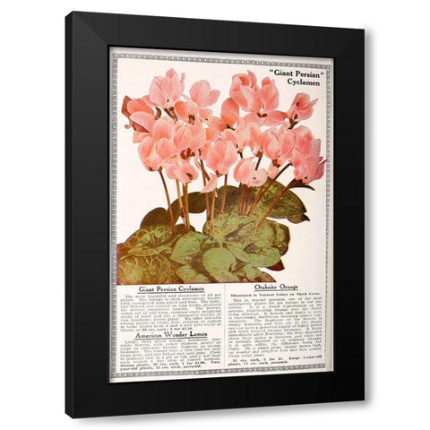 Cyclamen Black Modern Wood Framed Art Print with Double Matting by Vintage Apple Collection