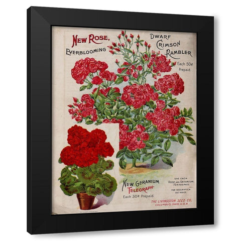 Geraniums Black Modern Wood Framed Art Print by Vintage Apple Collection