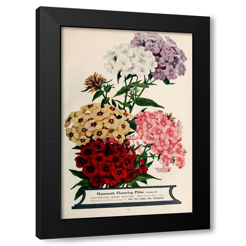 Phlox Black Modern Wood Framed Art Print by Vintage Apple Collection