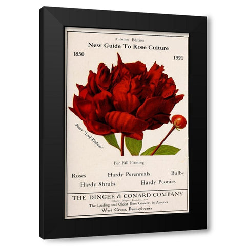 Rose Culture Black Modern Wood Framed Art Print with Double Matting by Vintage Apple Collection