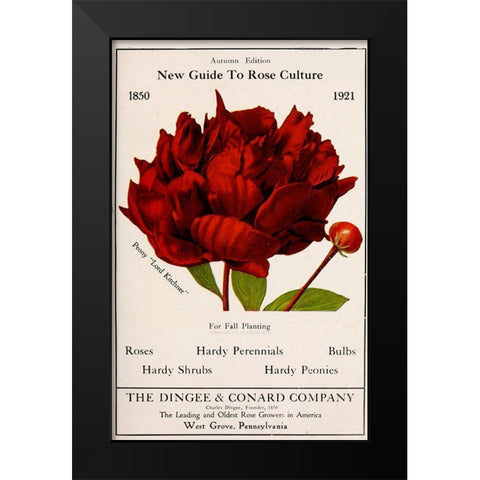 Rose Culture Black Modern Wood Framed Art Print by Vintage Apple Collection