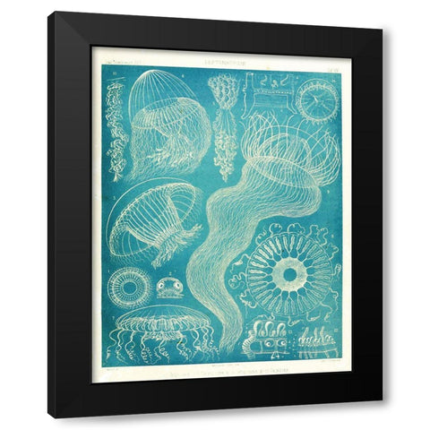 Jellyfish Sealife Black Modern Wood Framed Art Print by Vintage Apple Collection