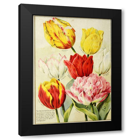 catalogueofautum1900_tulips Black Modern Wood Framed Art Print by Vintage Apple Collection