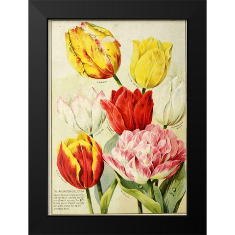 catalogueofautum1900_tulips Black Modern Wood Framed Art Print by Vintage Apple Collection