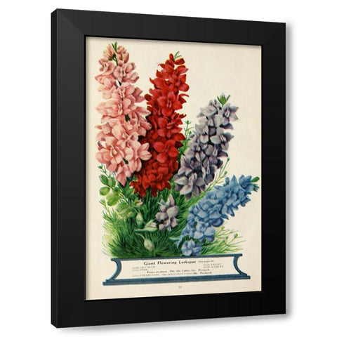 childs_larkspur Black Modern Wood Framed Art Print with Double Matting by Vintage Apple Collection