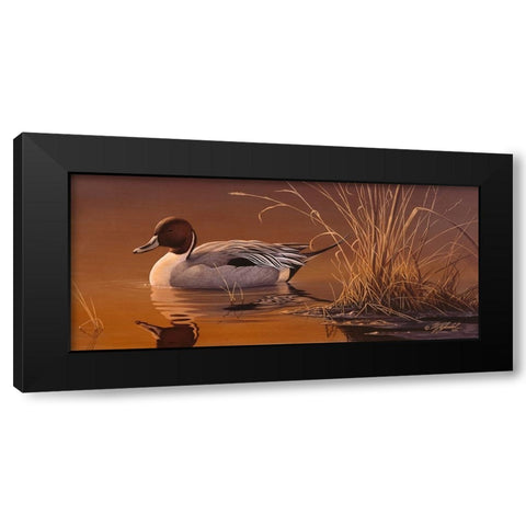Amber Light - Pintail Black Modern Wood Framed Art Print with Double Matting by Goebel, Wilhelm
