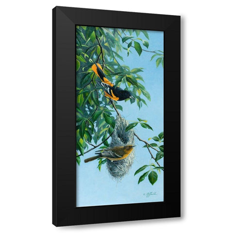 Nesting Orioles Black Modern Wood Framed Art Print with Double Matting by Goebel, Wilhelm