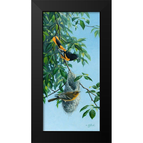 Nesting Orioles Black Modern Wood Framed Art Print by Goebel, Wilhelm