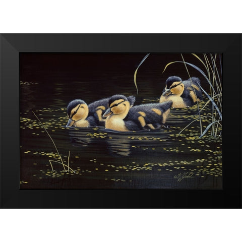 Mallard Ducklings Black Modern Wood Framed Art Print by Goebel, Wilhelm