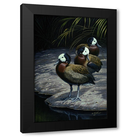White Faced Whistleing Ducks Black Modern Wood Framed Art Print by Goebel, Wilhelm