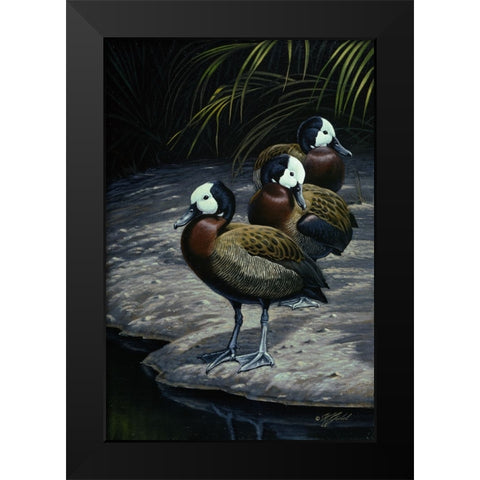 White Faced Whistleing Ducks Black Modern Wood Framed Art Print by Goebel, Wilhelm