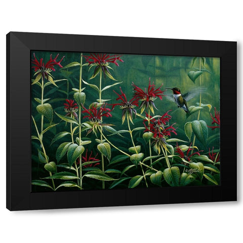Ruby Throat Hummingbird And Monarda Black Modern Wood Framed Art Print with Double Matting by Goebel, Wilhelm