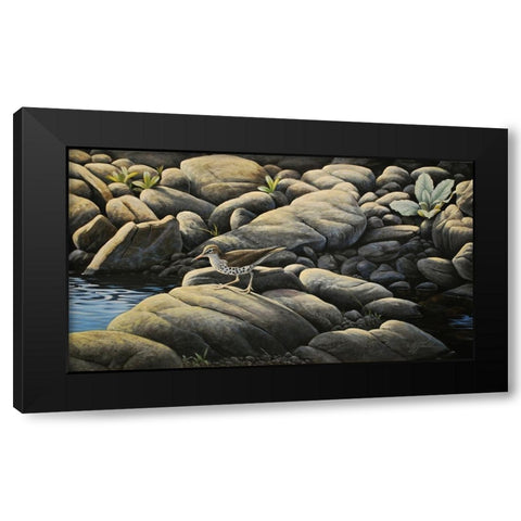 Along The Creek - Spotted Sandpiper Black Modern Wood Framed Art Print by Goebel, Wilhelm