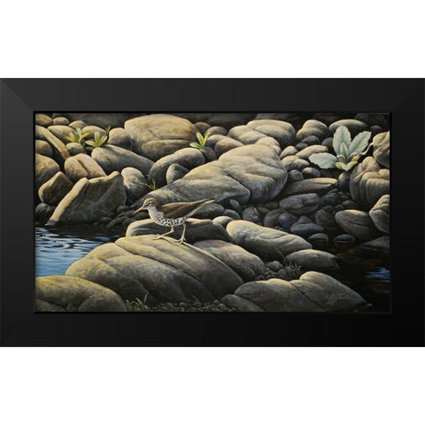 Along The Creek - Spotted Sandpiper Black Modern Wood Framed Art Print by Goebel, Wilhelm