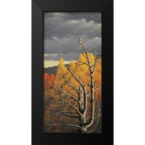 Red-Tailed Hawk In An Old Pine Black Modern Wood Framed Art Print by Goebel, Wilhelm