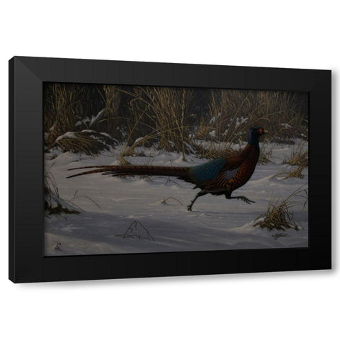 Strauch Pheasant Black Modern Wood Framed Art Print with Double Matting by Goebel, Wilhelm