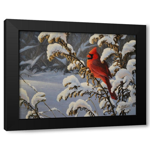 Winter Cardinal Black Modern Wood Framed Art Print by Goebel, Wilhelm