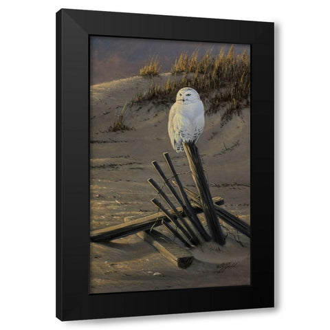 Dune Watcher - Snowy Owl Black Modern Wood Framed Art Print with Double Matting by Goebel, Wilhelm