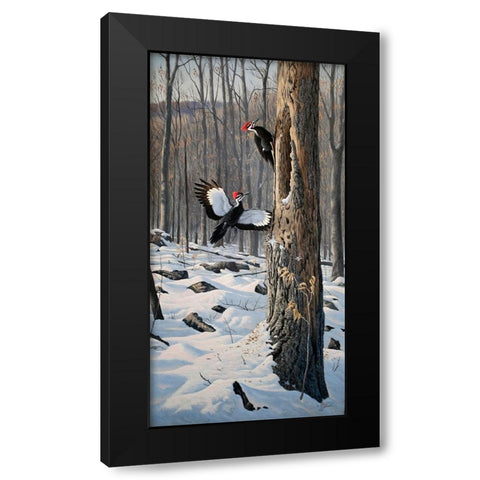 Swooping In - Pileated Woodpeckers Black Modern Wood Framed Art Print by Goebel, Wilhelm