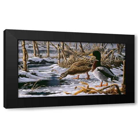 Spring Thaw - Mallards Black Modern Wood Framed Art Print with Double Matting by Goebel, Wilhelm