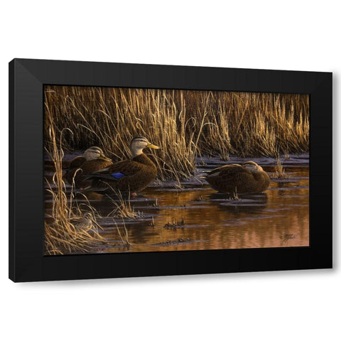 Belly Deep and Half Asleep Black Modern Wood Framed Art Print by Goebel, Wilhelm