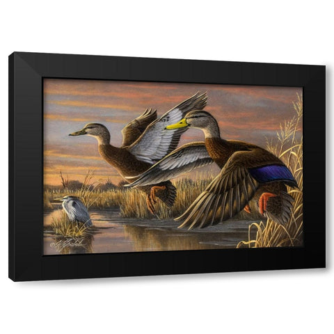 Black Ducks Black Modern Wood Framed Art Print with Double Matting by Goebel, Wilhelm