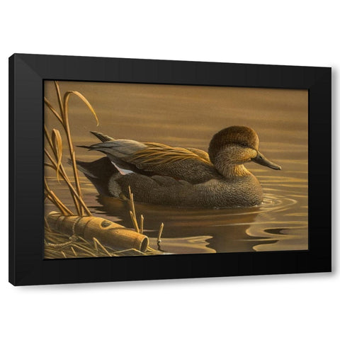 Gadwall Black Modern Wood Framed Art Print by Goebel, Wilhelm