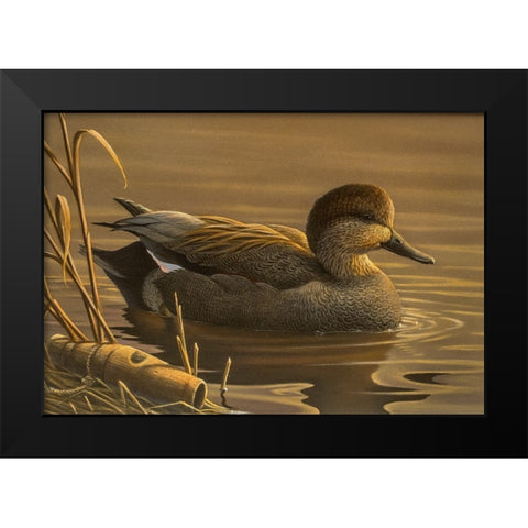 Gadwall Black Modern Wood Framed Art Print by Goebel, Wilhelm