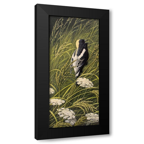 Summer Song - Bobolink Black Modern Wood Framed Art Print with Double Matting by Goebel, Wilhelm