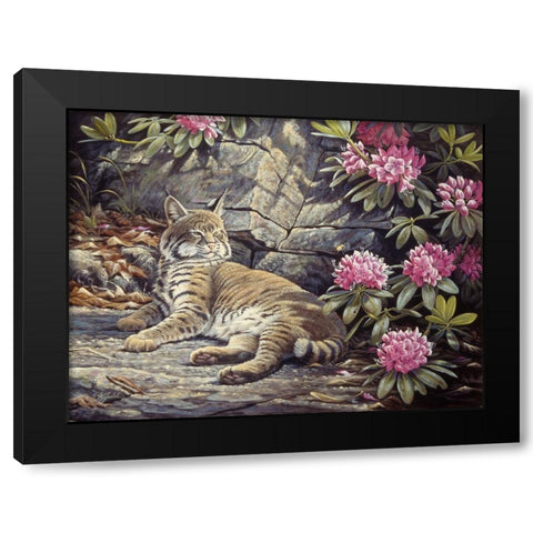 Bee Watching Bobcat Black Modern Wood Framed Art Print with Double Matting by Goebel, Wilhelm