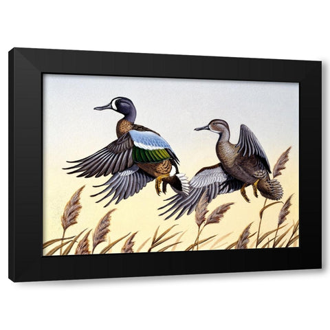 1981 Blue-Winged Teal Black Modern Wood Framed Art Print by Goebel, Wilhelm