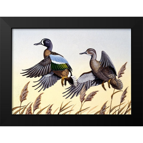 1981 Blue-Winged Teal Black Modern Wood Framed Art Print by Goebel, Wilhelm